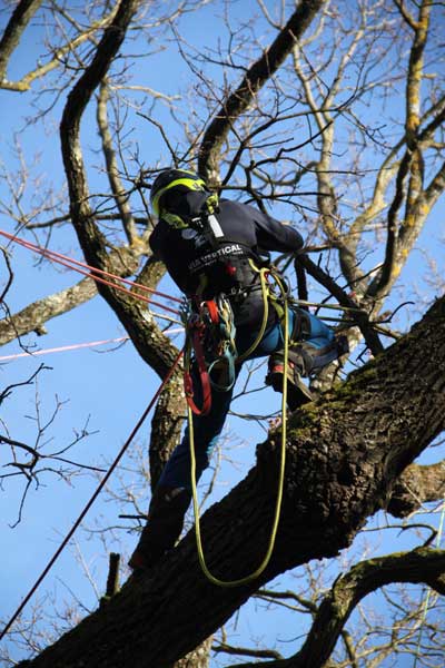 Arboristika