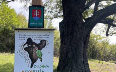 Jarabina oskoruša pri Modre – dudová oskoruša vo vinohradoch