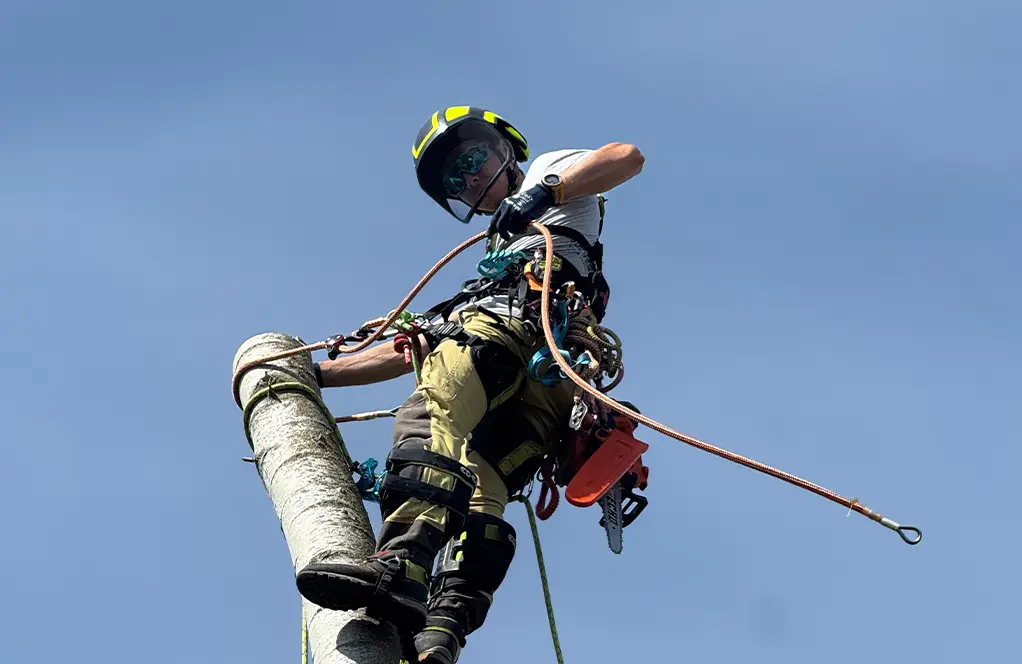 vyrub stromov arborista na strome s istením