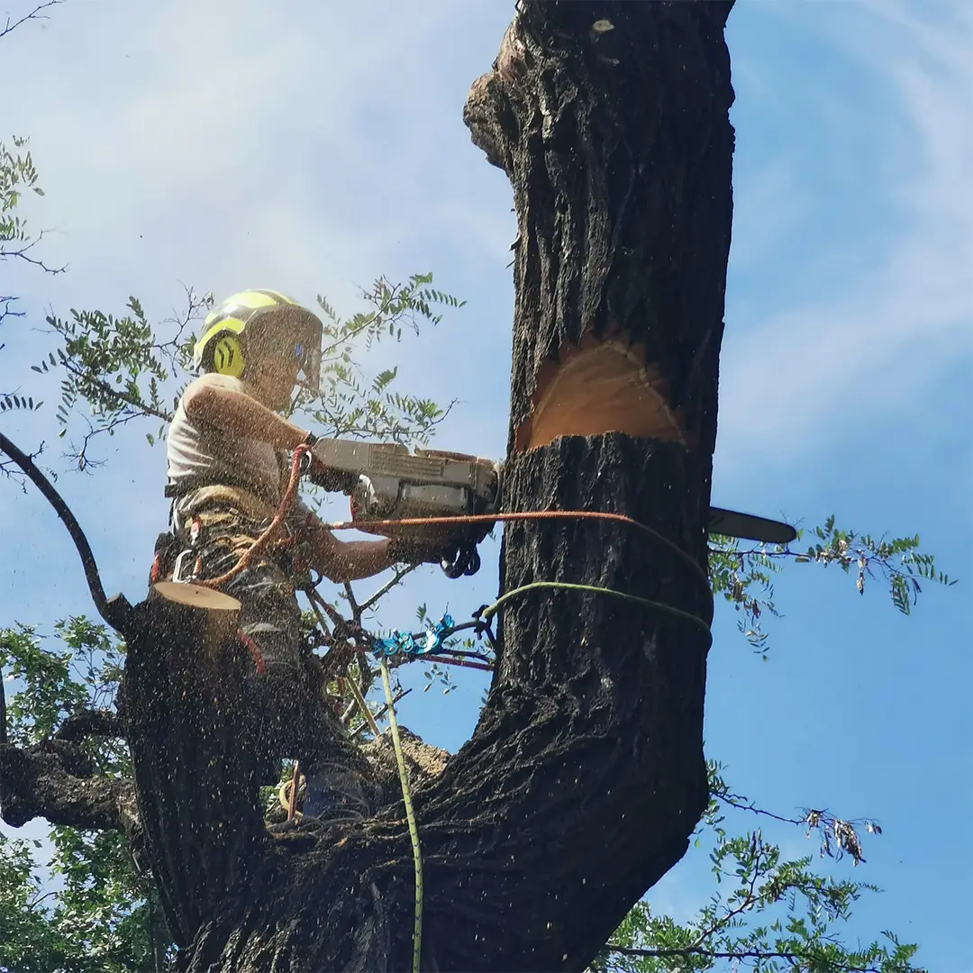 rizikovy vyrub stromov viavertical arboristika