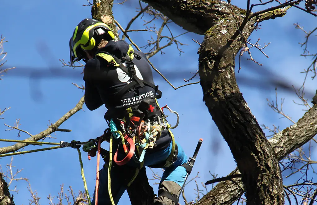 Cenník výrubu stromov