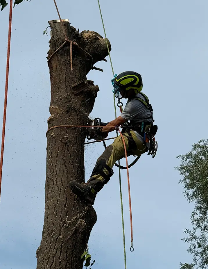 rizikovy vyrub stromu arborista