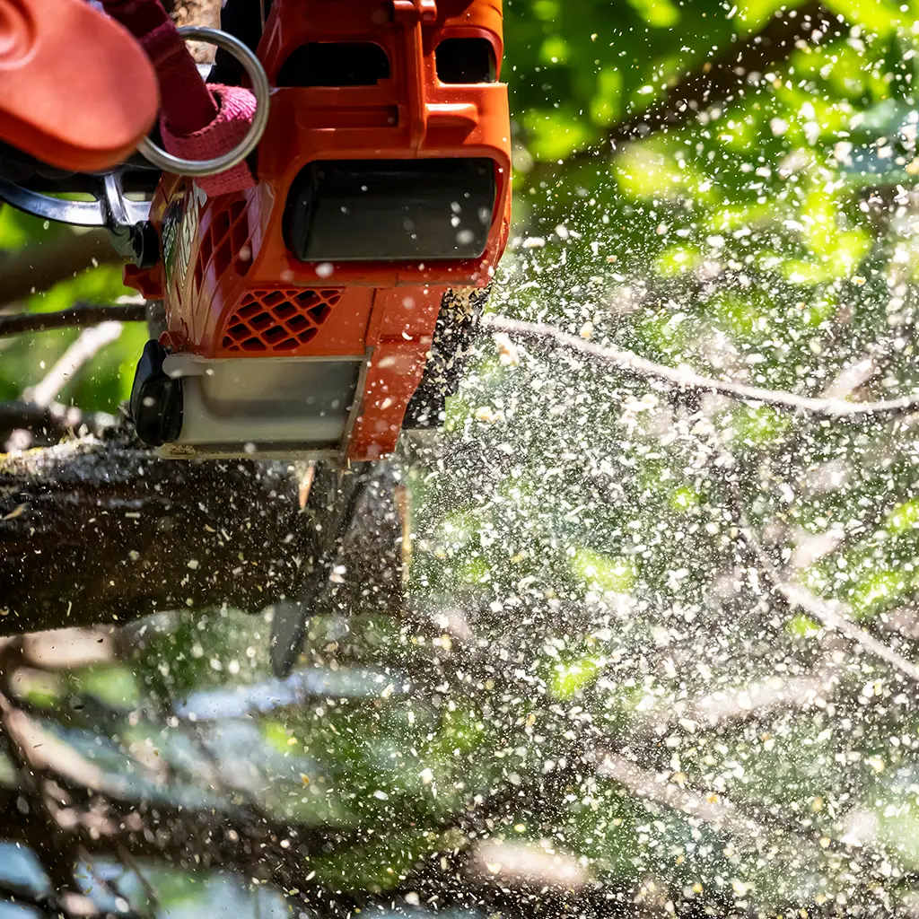 Často kladené otázky k výrubu (FAQ)