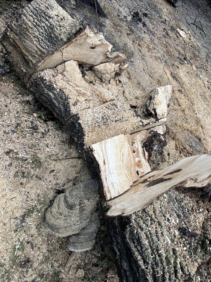 Bezpečnostný rez stromu ako prevencia rizika