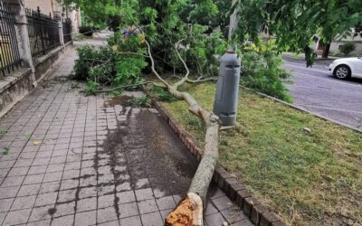 Prevádzková bezpečnosť stromov – kedy je strom rizikom pre ľudí a majetok