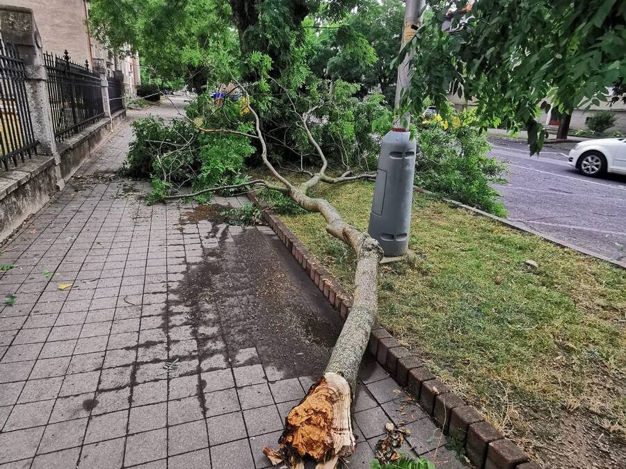 Prevádzková bezpečnosť stromov – kedy je strom rizikom pre ľudí a majetok