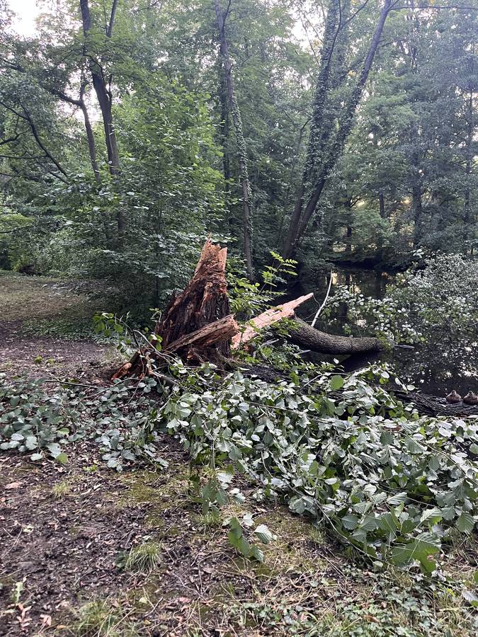 Prevádzková bezpečnosť stromov v mestskom prostredí