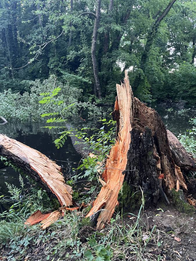 Rizikový strom pri budove - odborné posúdenie arboristom