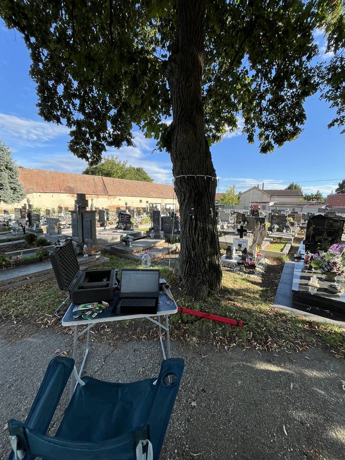 Kontrola zdravotného stavu a stability stromu