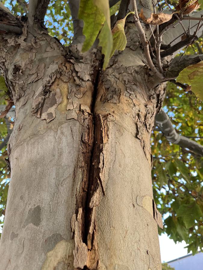 Prevádzková bezpečnosť stromov v meste