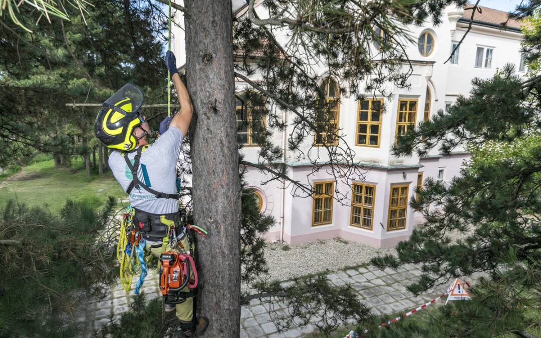Arborista VIA VERTICAL pri práci v korune stromu