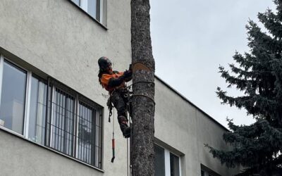 Cena výrubu stromu: čo má zahŕňať ponuka pri dome či v záhrade