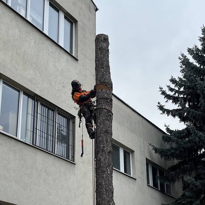 Postupný výrub stromu pri bytovom dome v Senici – realizácia VIA VERTICAL