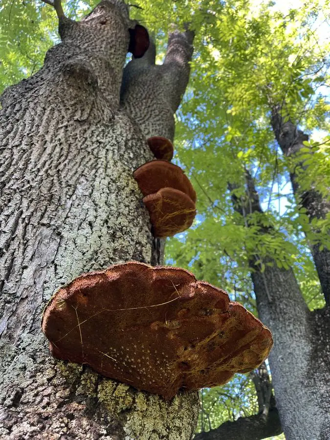 Odborné posúdenie rizikového stromu arboristom