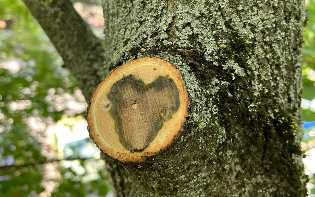 Je váš strom bezpečný? Základy vizuálneho hodnotenia