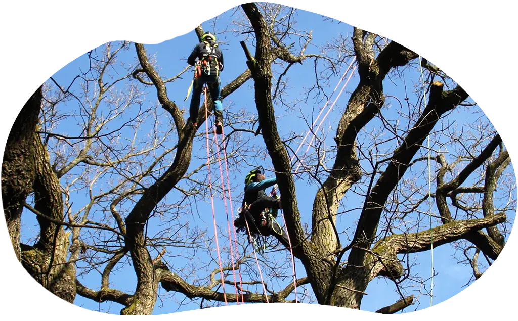 4_20250715_1347_Arborista-Pri-Strome_remix_01k06yg8qze8tvhg56tnpztx43 Arboristi s prilbami a lanami sediaci na strome