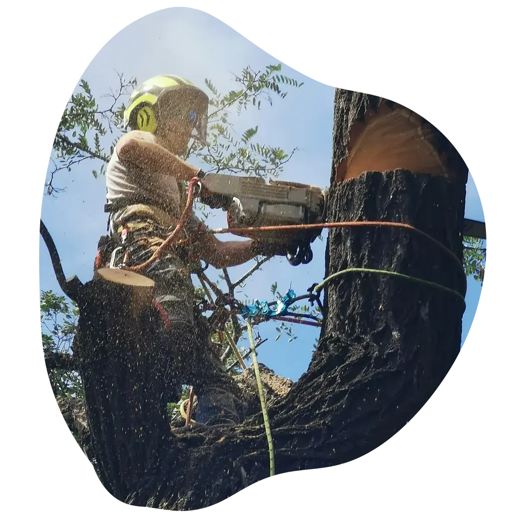 3_20250714_1651_Arborista-na-Strome_remix_01k04pkzhneyy9r813r8v3edkt Arborista s motorovou pílou pri reze stromu vo výške, vybavený lanami a ochrannou prilbou